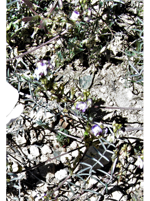 Astragalus arizonicus (Arizona milkvetch) #77871