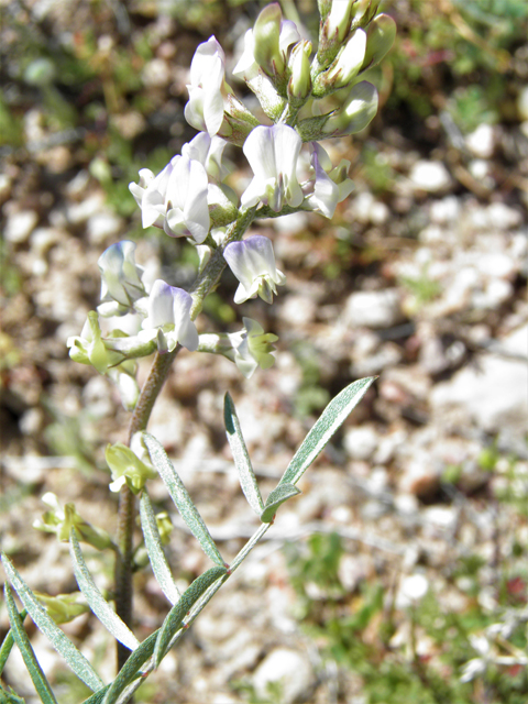 Astragalus arizonicus (Arizona milkvetch) #77872