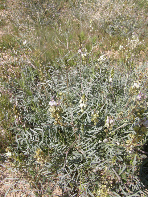 Astragalus arizonicus (Arizona milkvetch) #77873