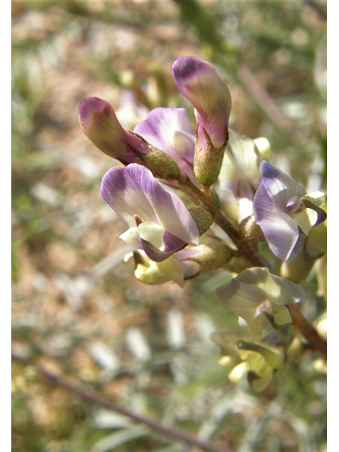 Astragalus arizonicus (Arizona milkvetch) #77874