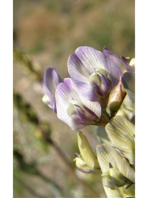 Astragalus arizonicus (Arizona milkvetch) #77875