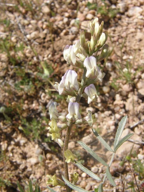 Astragalus arizonicus (Arizona milkvetch) #77876