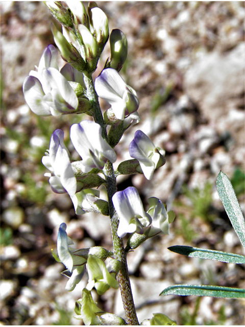 Astragalus arizonicus (Arizona milkvetch) #77878