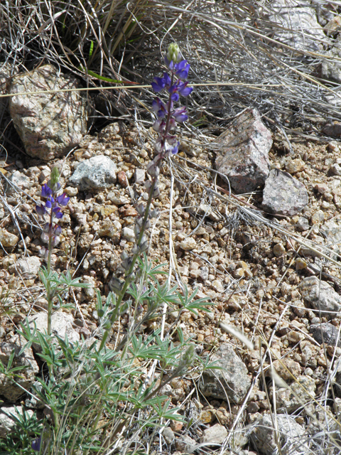 Lupinus sparsiflorus (Mojave lupine) #77891