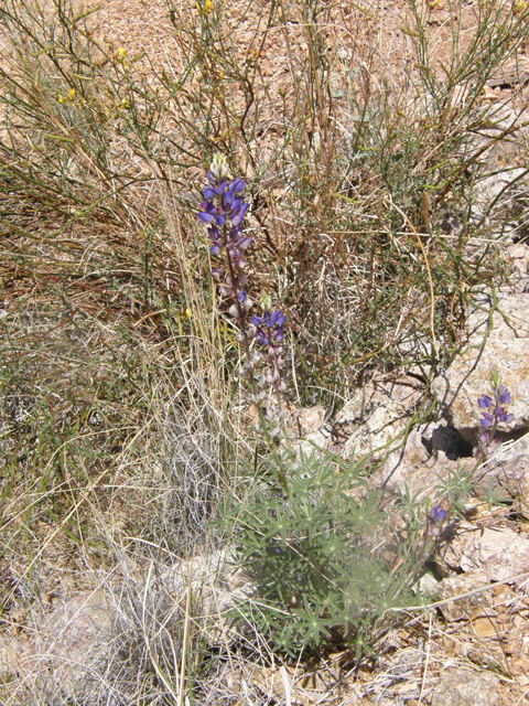 Lupinus sparsiflorus (Mojave lupine) #77892