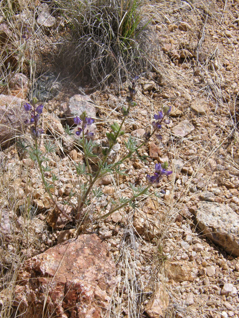 Lupinus sparsiflorus (Mojave lupine) #77893