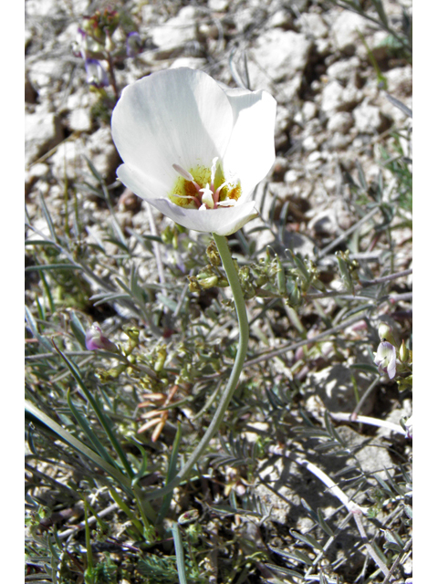 Calochortus flexuosus (Winding mariposa lily) #77895
