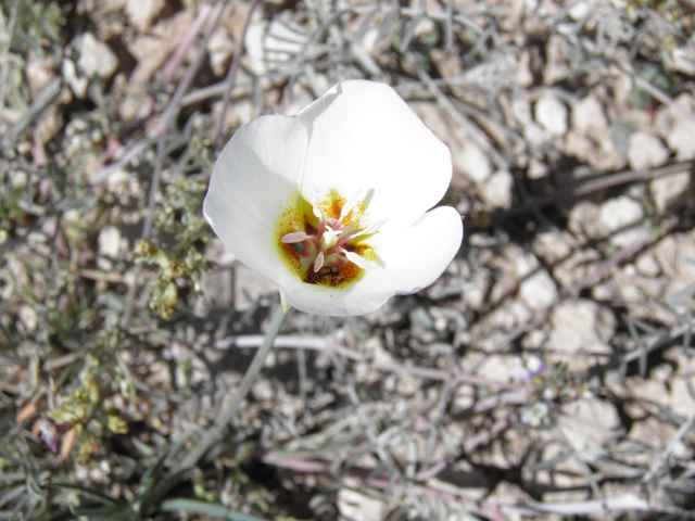 Calochortus flexuosus (Winding mariposa lily) #77896