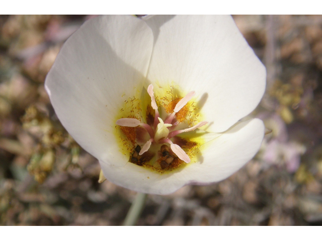 Calochortus flexuosus (Winding mariposa lily) #77900