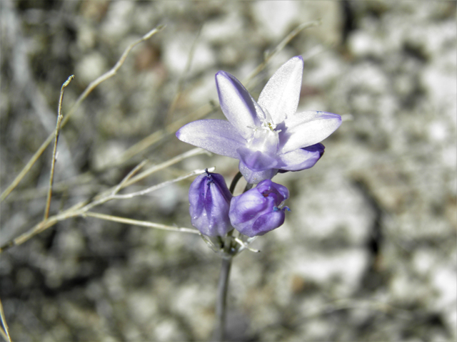 Dichelostemma capitatum ssp. capitatum (Bluedicks) #77905