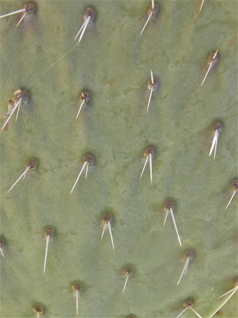 Opuntia engelmannii (Cactus apple) #77948