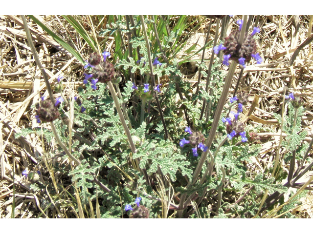 Salvia columbariae (California sage) #77981