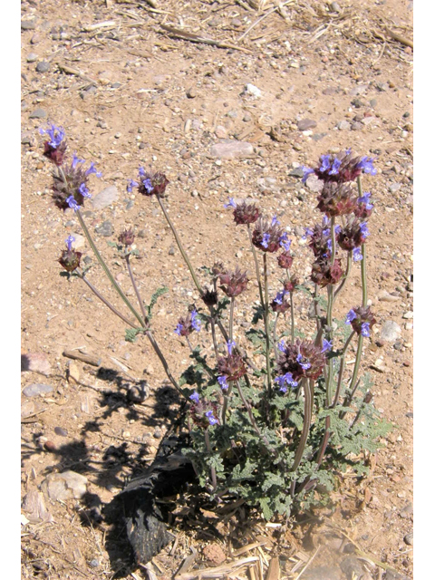 Salvia columbariae (California sage) #77985