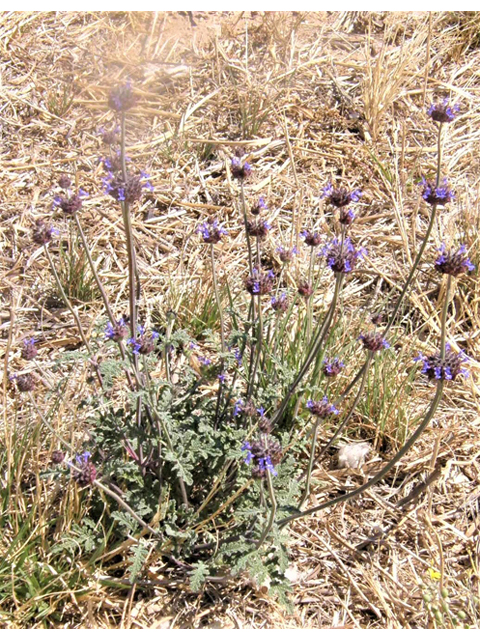 Salvia columbariae (California sage) #77988