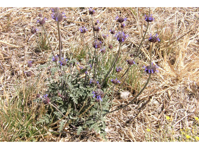Salvia columbariae (California sage) #77989