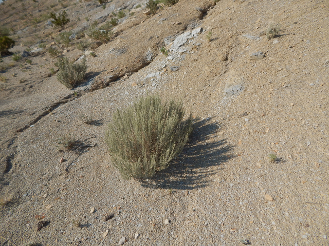 Atriplex obovata (Mound saltbush) #77990