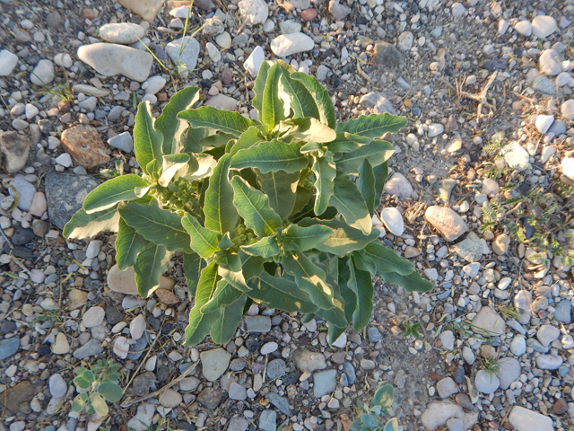 Asclepias oenotheroides (Zizotes milkweed) #78003