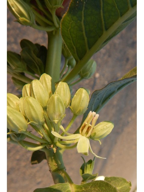 Asclepias oenotheroides (Zizotes milkweed) #78005