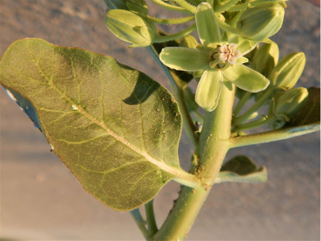 Asclepias oenotheroides (Zizotes milkweed) #78007