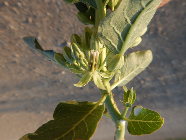 Asclepias oenotheroides (Zizotes milkweed) #78008