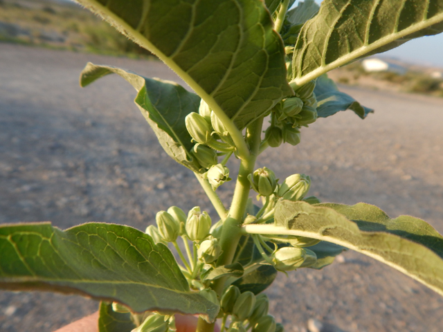 Asclepias oenotheroides (Zizotes milkweed) #78009