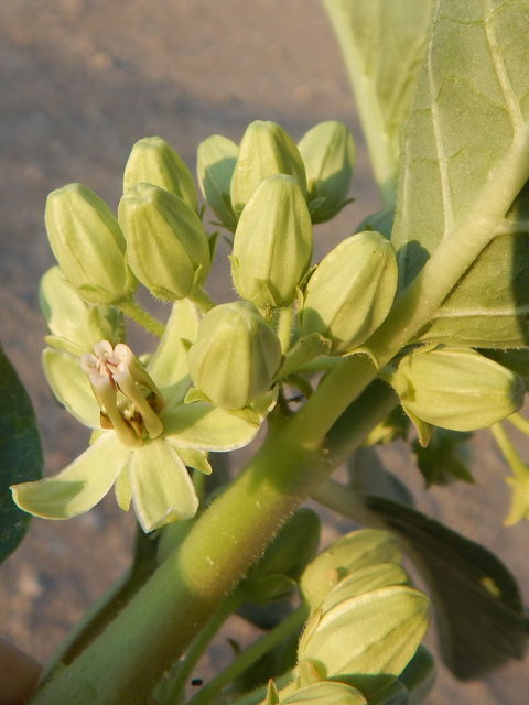 Asclepias oenotheroides (Zizotes milkweed) #78010