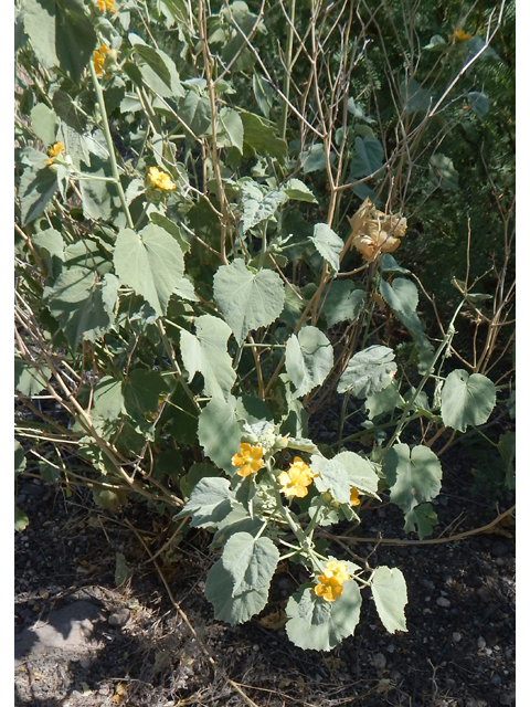 Abutilon malacum (Yellow indian mallow) #78147