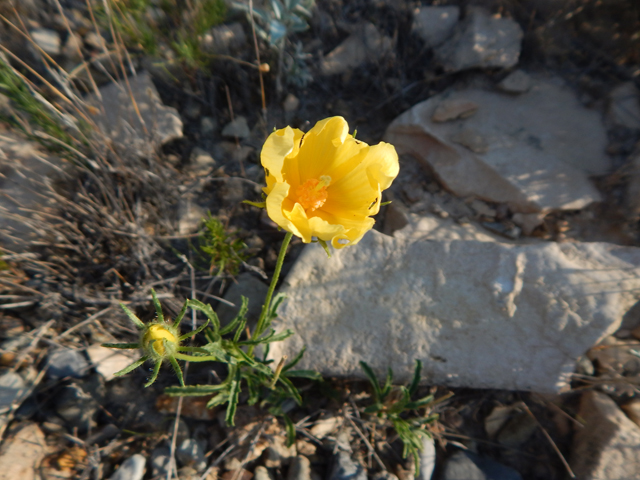Hibiscus coulteri (Desert rosemallow) #78149