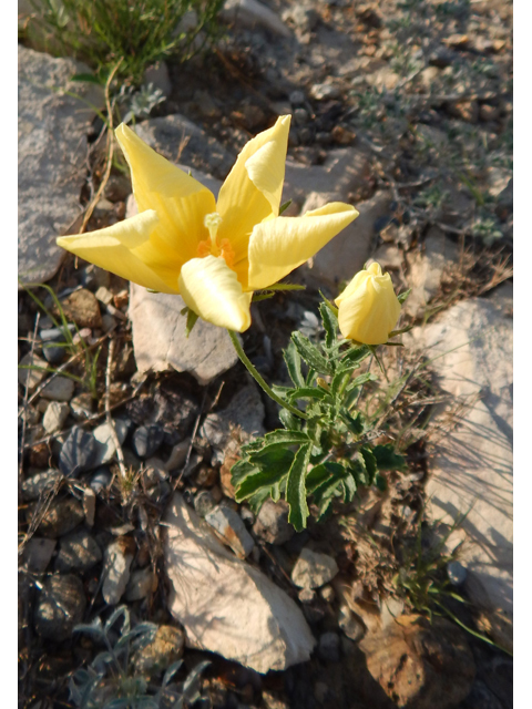 Hibiscus coulteri (Desert rosemallow) #78150