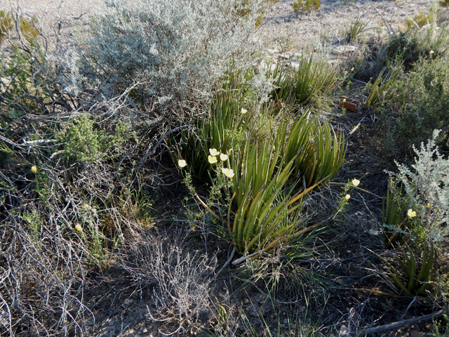 Hibiscus coulteri (Desert rosemallow) #78153