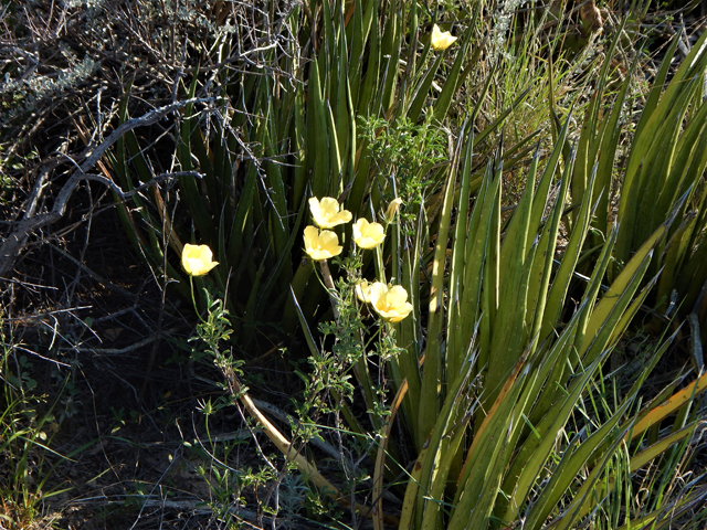 Hibiscus coulteri (Desert rosemallow) #78154