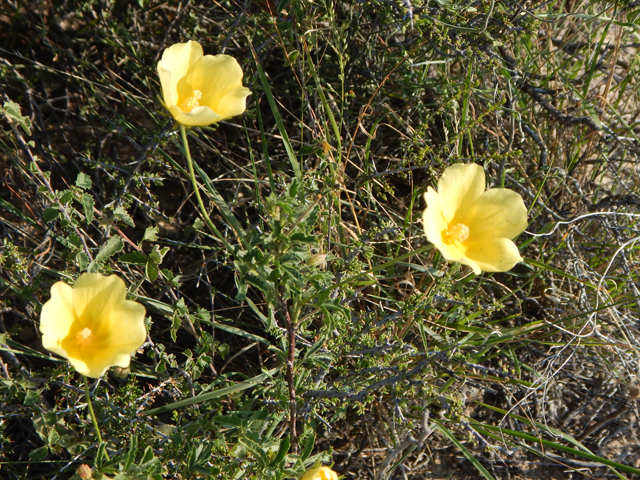 Hibiscus coulteri (Desert rosemallow) #78155