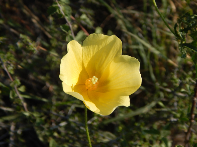 Hibiscus coulteri (Desert rosemallow) #78156