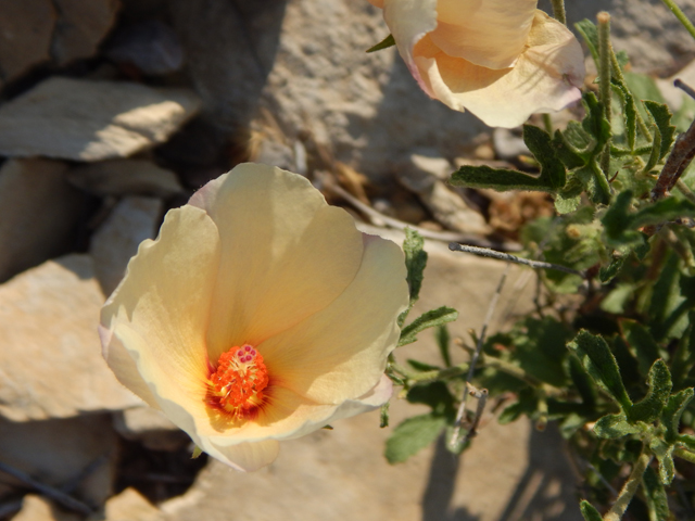 Hibiscus coulteri (Desert rosemallow) #78157