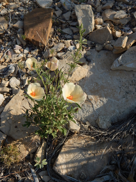 Hibiscus coulteri (Desert rosemallow) #78158