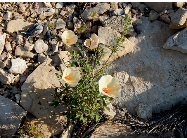 Hibiscus coulteri (Desert rosemallow) #78159