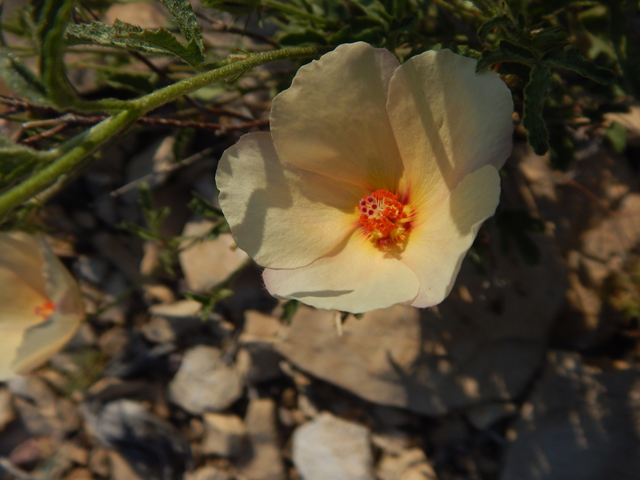 Hibiscus coulteri (Desert rosemallow) #78160