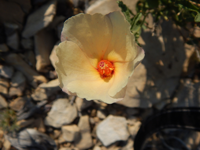 Hibiscus coulteri (Desert rosemallow) #78161