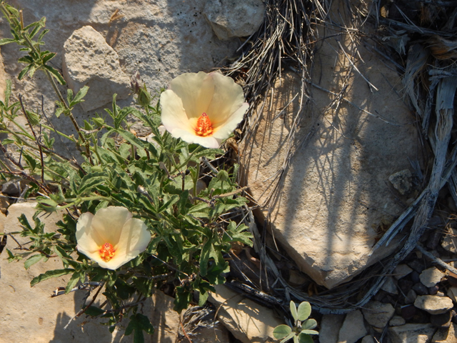 Hibiscus coulteri (Desert rosemallow) #78162
