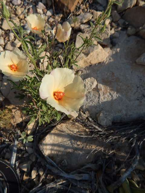 Hibiscus coulteri (Desert rosemallow) #78163
