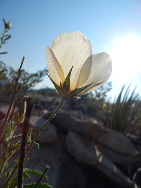 Hibiscus coulteri (Desert rosemallow) #78165
