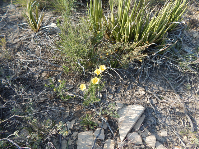 Hibiscus coulteri (Desert rosemallow) #78166