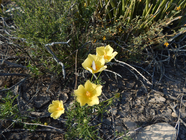 Hibiscus coulteri (Desert rosemallow) #78167
