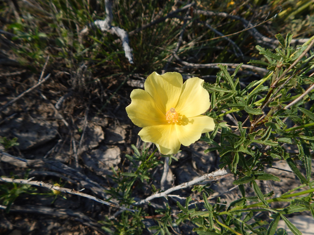 Hibiscus coulteri (Desert rosemallow) #78168