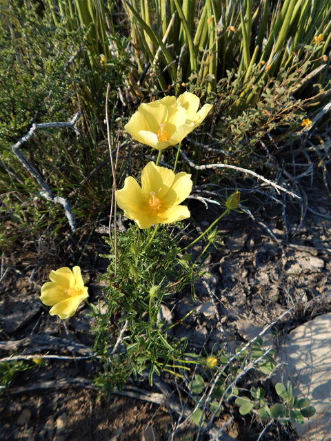 Hibiscus coulteri (Desert rosemallow) #78169