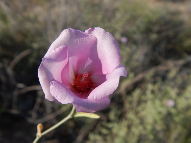 Hibiscus denudatus (Paleface) #78175