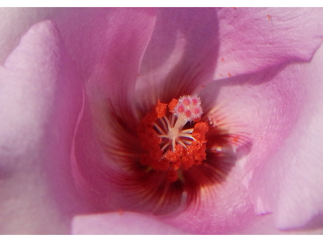 Hibiscus denudatus (Paleface) #78176