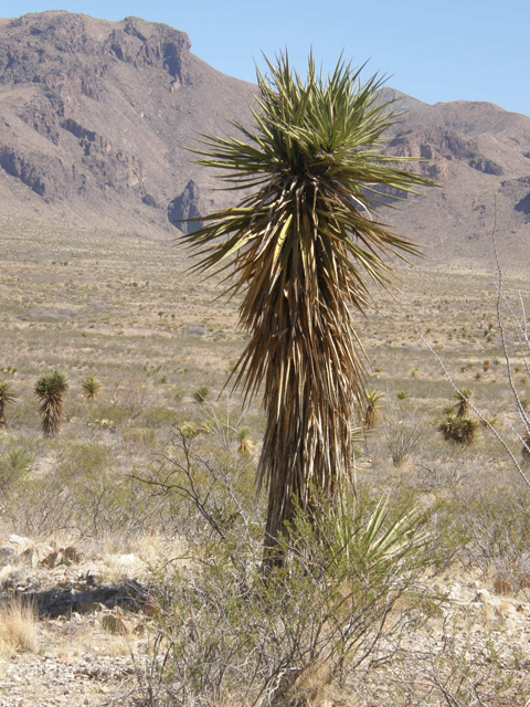 Yucca torreyi (Torrey yucca) #78287
