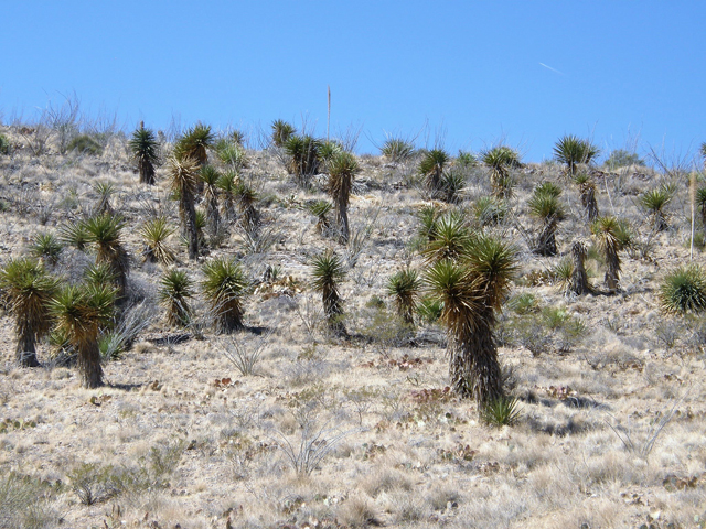 Yucca torreyi (Torrey yucca) #78288