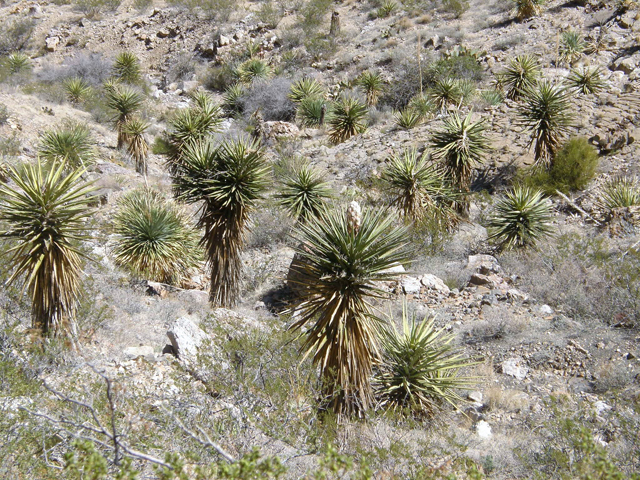 Yucca torreyi (Torrey yucca) #78289